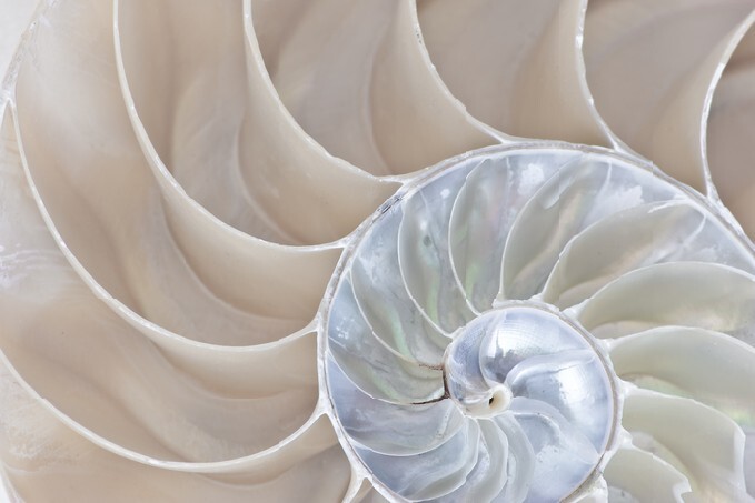 Stock photograph of a Half Shell Nautilus pompilius